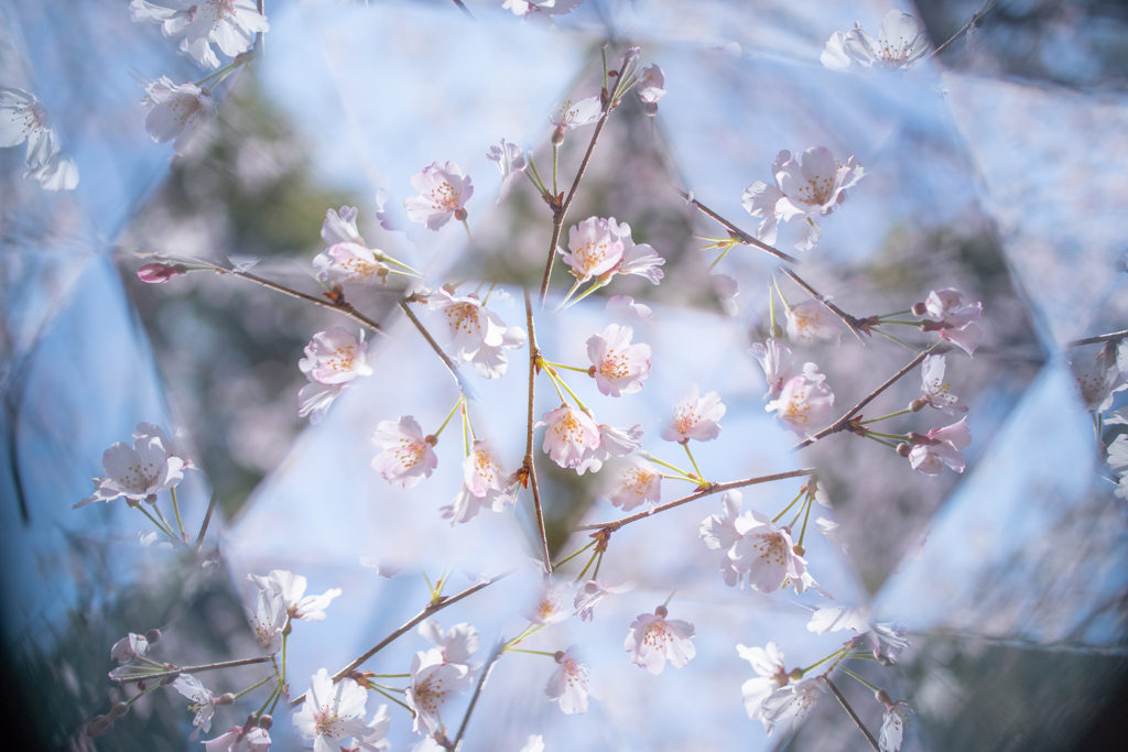 桜３