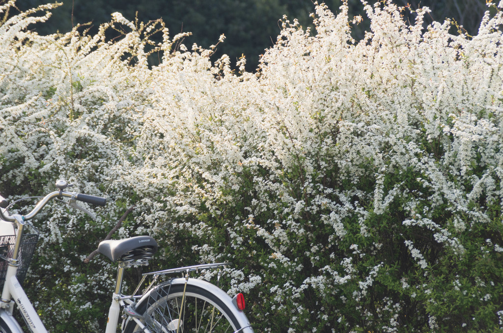 自転車と白い花１