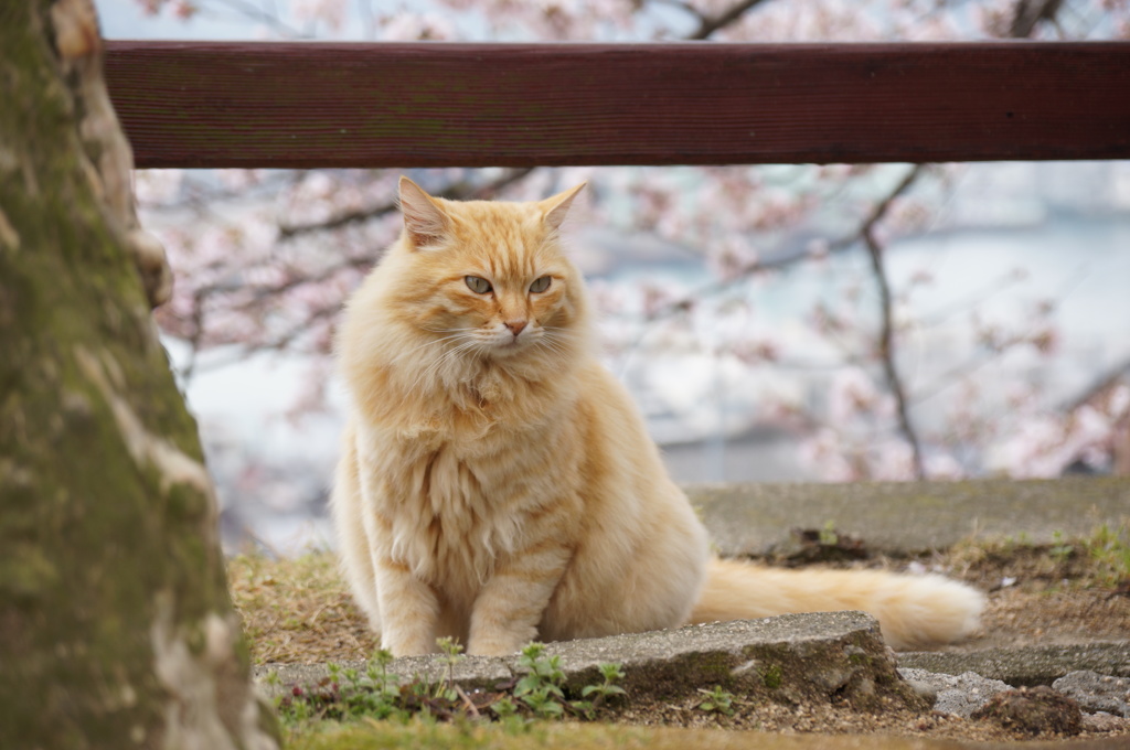 もふもふさん