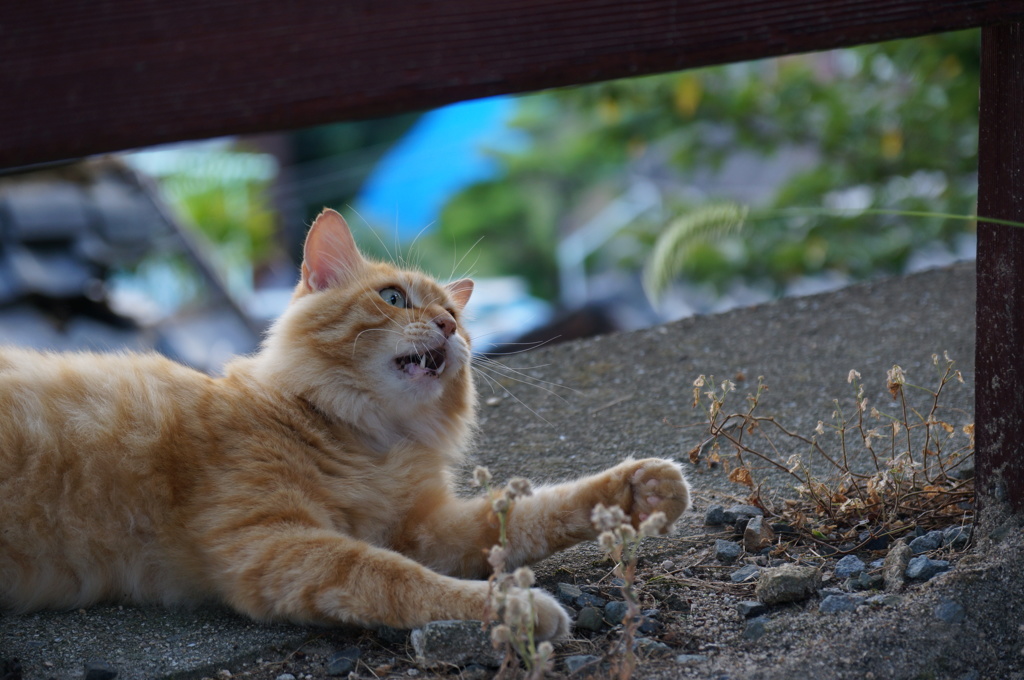 吾輩ハ猫ナノダ