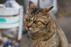 危険なイケメン