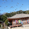♪ロートロートロート