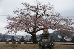 宝土寺の桜