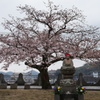 宝土寺の桜