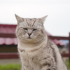 特攻（ブッコミ）の猫（モフ）