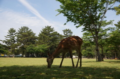 食む