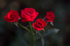 情熱の薔薇