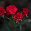 情熱の薔薇
