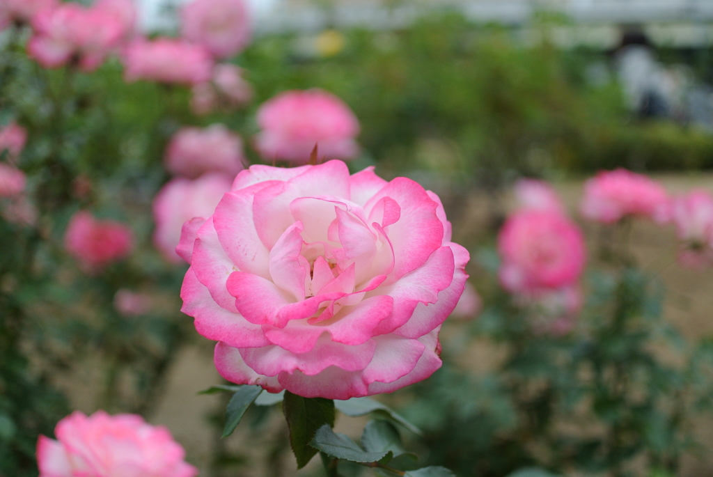 中之島 薔薇公園③