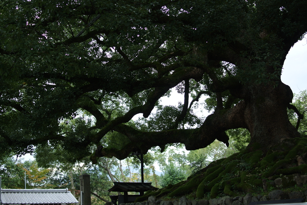 京都 おっきな木