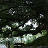 京都 おっきな木