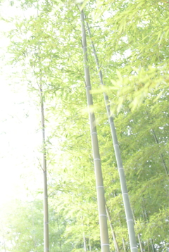 竹林