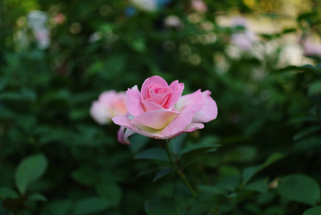 鶴見緑地公園の薔薇