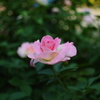 鶴見緑地公園の薔薇