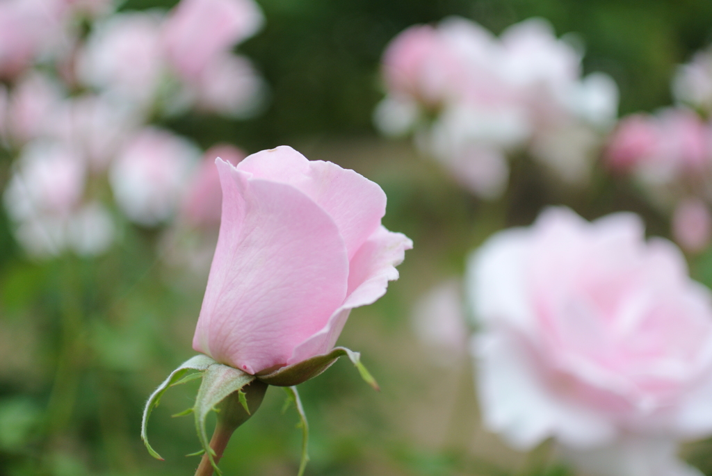 中之島 薔薇公園①