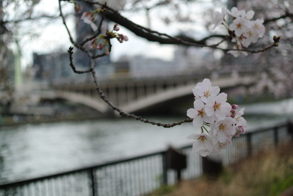 中之島公園から南天満公園へ②