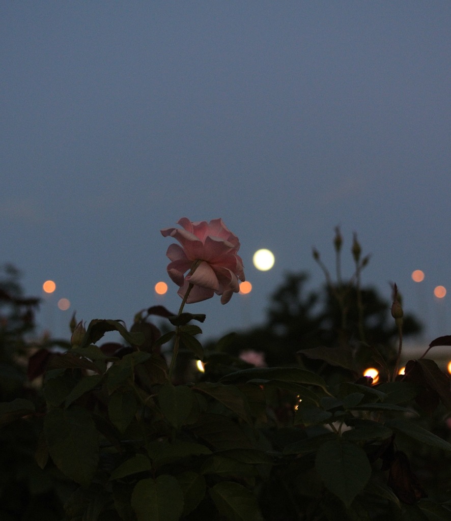 お月さまと薔薇