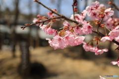 sakura