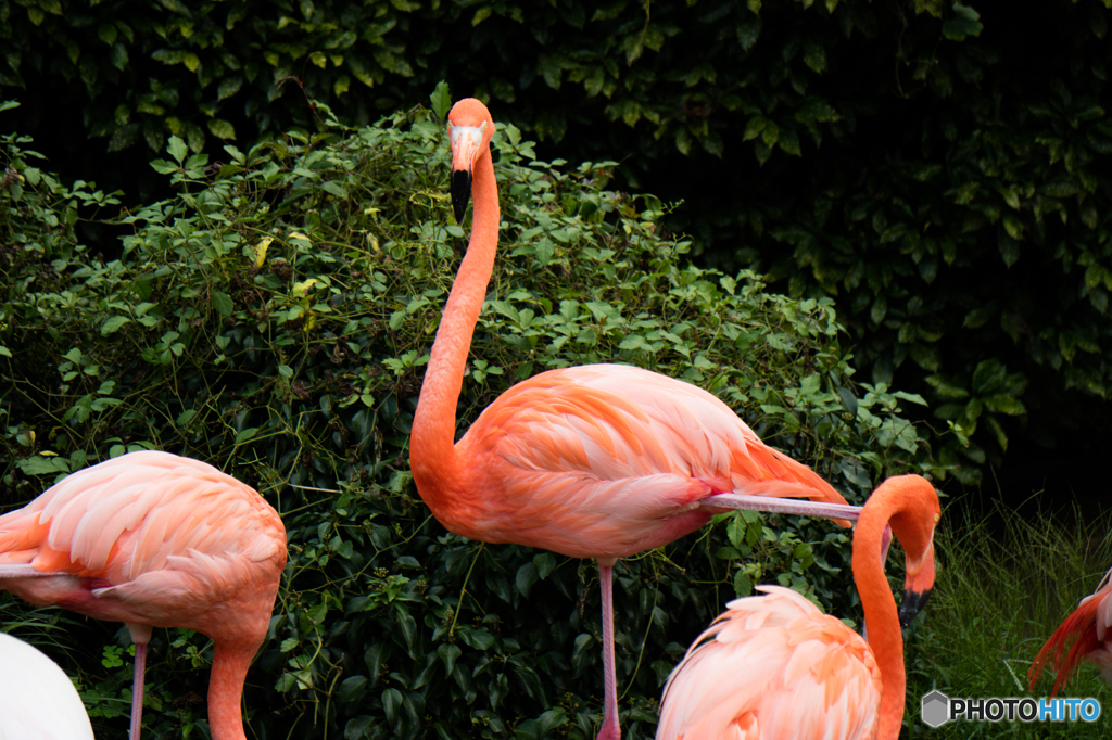 Flamingo