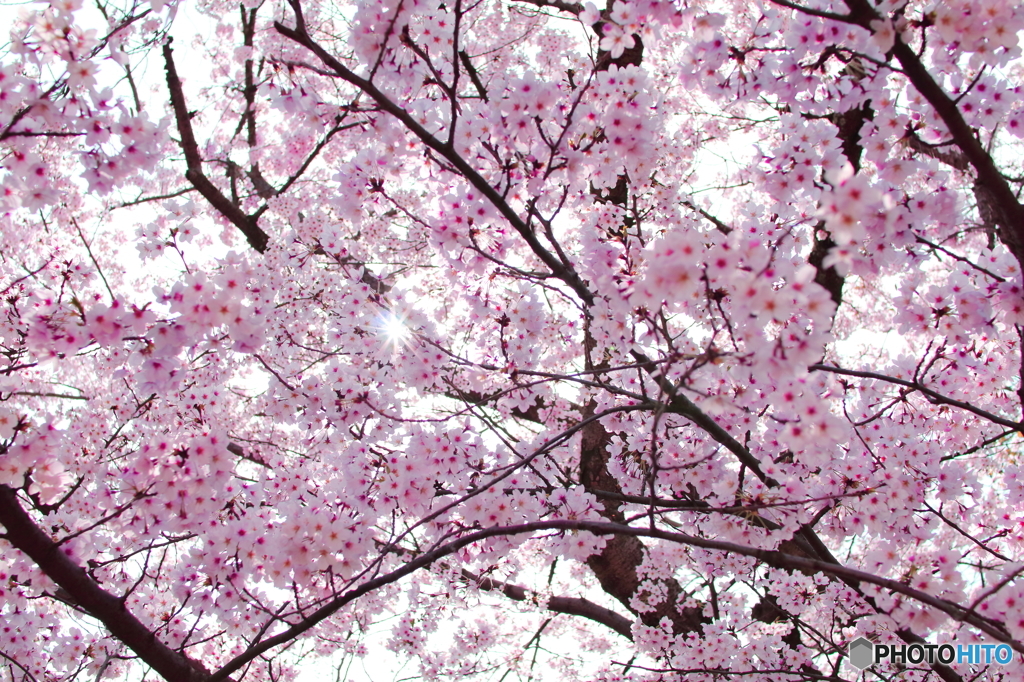 Cherry shower