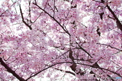Cherry shower