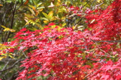 I箕輪ダムの紅葉2