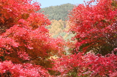 箕輪ダムの紅葉1