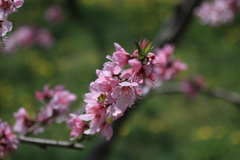 桃の花１