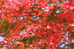 箕輪ダムの紅葉4