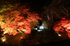 紅葉のライトアップ3
