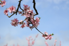 桃の花２