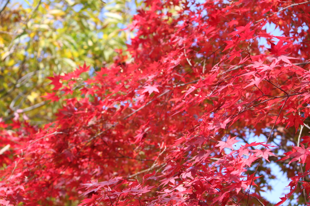 箕輪ダムの紅葉3