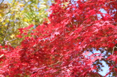 箕輪ダムの紅葉3