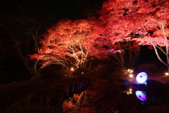 紅葉のライトアップ2