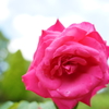 二ノ切の薔薇