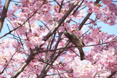 桜の蜜