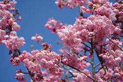 桜 鶴見緑地