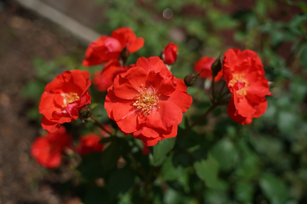 花