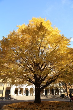 東京大学のイチョウ