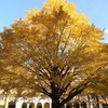 東京大学のイチョウ