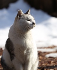 雪が眩しそうな猫