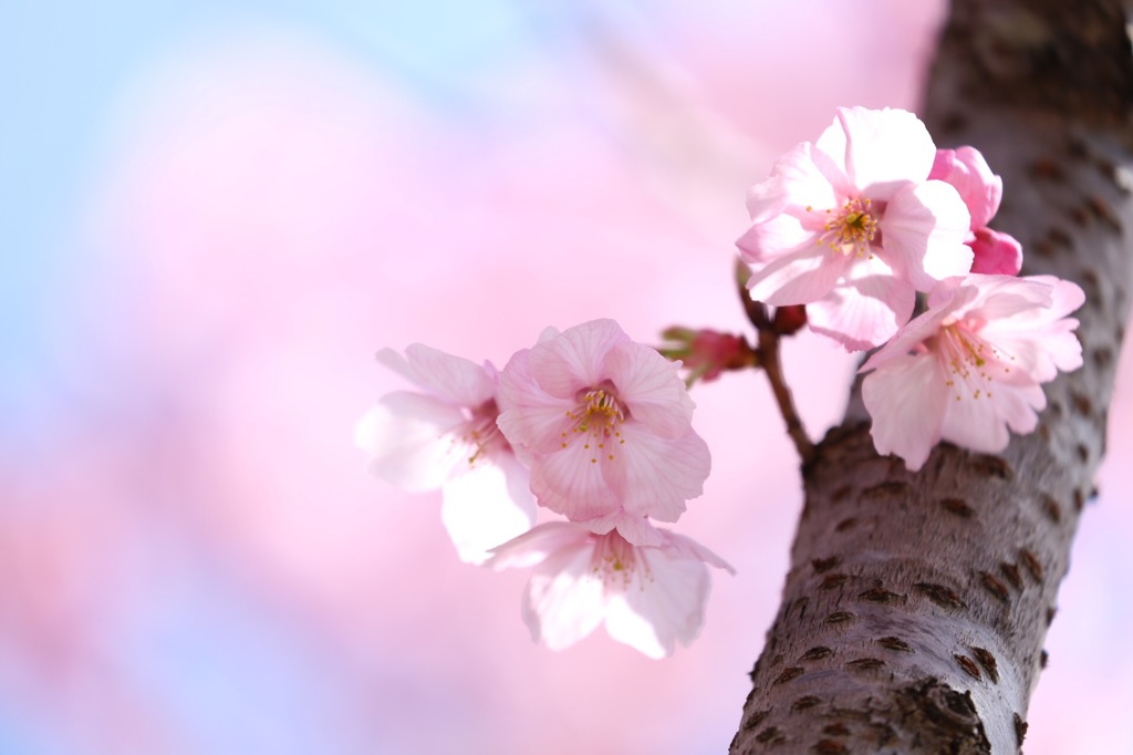 早咲きの桜