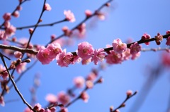 梅の花がたわわに