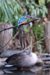 エビを食べているカワセミ