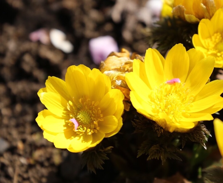 福寿草に梅の花びらが、、