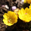 福寿草に梅の花びらが、、