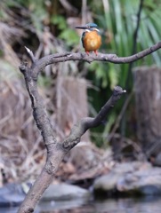 初めてのカワセミ！