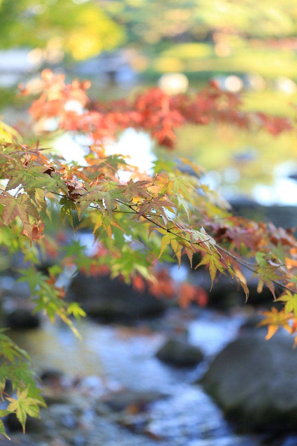 昭和記念公園