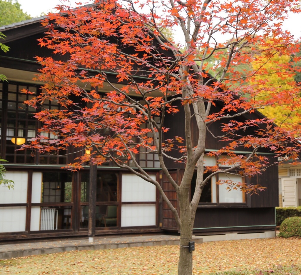 小金井公園 江戸たてもの園