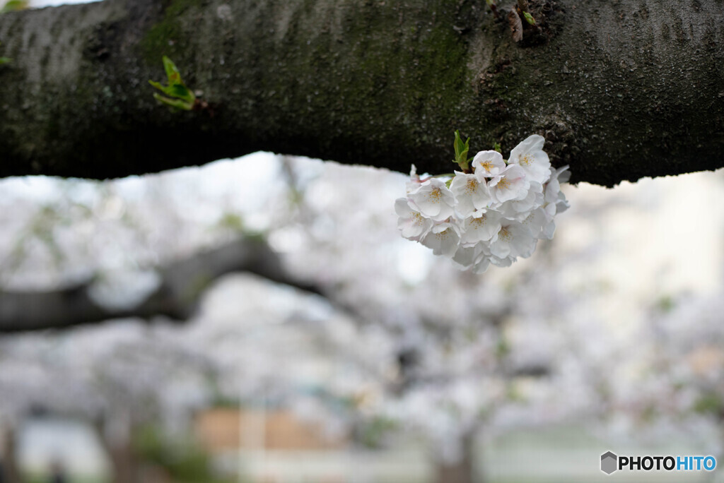 高座渋谷　千本桜付近散策